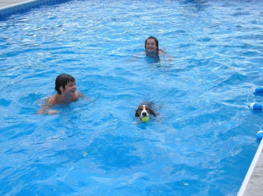 Rescue dog Mikey and his first swim.  He's loving it.