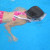 Snorkeling