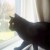 Buzz's favorite thing to do is to sit in the upstairs windows and watch what's going on. He's a pretty mellow dude. Buzz's favorite thing to do is to sit in the upstairs windows and watch what's going on. He's a pretty mellow dude.