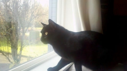 Buzz's favorite thing to do is to sit in the upstairs windows and watch what's going on.  He's a pretty mellow dude.