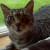 Lulu prefers to nap in the downstairs windows. Lulu prefers to nap in the downstairs windows.