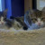I also volunteer at our Humane Society every week. They are a wonderful rescue organization. Plus, I get to snuggle with cute kittens, like Oliver and Rufus here. They found homes within days, since they are such cuties. I also volunteer at our Humane Society every week. They are a wonderful rescue organization. Plus, I get to snuggle with cute kittens, like Oliver and Rufus here. They found homes within days, since they are such cuties.