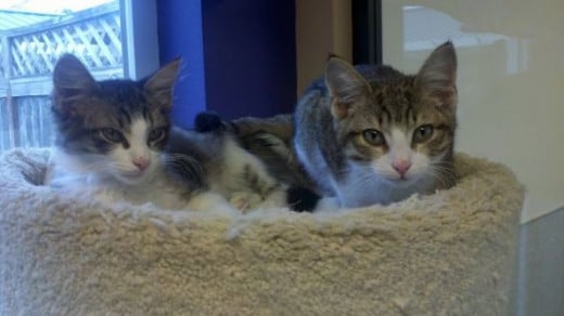 I also volunteer at our Humane Society every week.  They are a wonderful rescue organization.  Plus, I get to snuggle with cute kittens, like Oliver and Rufus here.  They found homes within days, since they are such cuties.