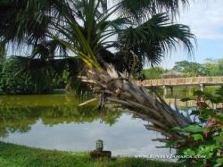Serenity Park