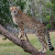 A resident at Chehaw A resident at Chehaw