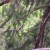 Now you see them, now you don't, feisty little hummingbird. Now you see them, now you don't, feisty little hummingbird.