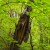 Miraculous tree you are, even with this much bark damage; you grow bright green leaves again this year, making dark green again, the forest. Miraculous tree you are, even with this much bark damage; you grow bright green leaves again this year, making dark green again, the forest.