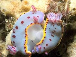 nudibranch-reproduction.jpg