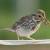 A Savannah Sparrow with Lunch, Close up A Savannah Sparrow with Lunch, Close up