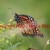 A Monarch Butterfly, Close up A Monarch Butterfly, Close up