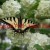 An Anise Swallowtail Butterfly, Close up An Anise Swallowtail Butterfly, Close up