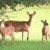 A White Tailed Deer Family in our back yard A White Tailed Deer Family in our back yard