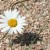 A single Daisy in Macro Mode growing in our riding ring A single Daisy in Macro Mode growing in our riding ring
