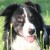 Our Border Collie shot in Close up, telephoto from a distance Our Border Collie shot in Close up, telephoto from a distance