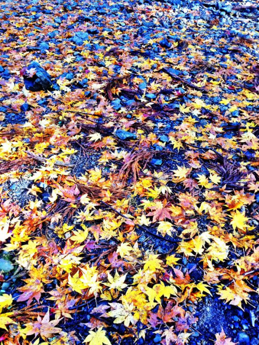 Autumn Leaves at Okuni Shrine