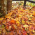 Autumn Leaves at Okuni Shrine