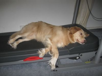 Knight Training is Exhausting!