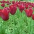 Colorful tulips in Hellbrunn Colorful tulips in Hellbrunn