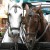Carriage ride in St. Wolfgang in Salzkammergut Carriage ride in St. Wolfgang in Salzkammergut