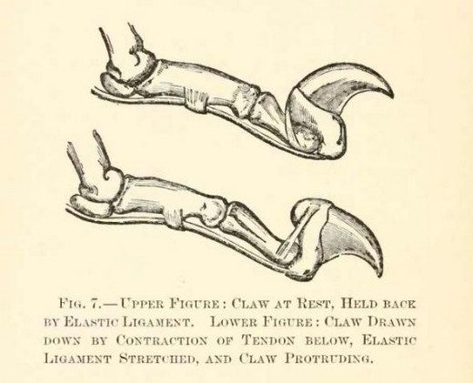 Anatomical diagram of a cat's claw