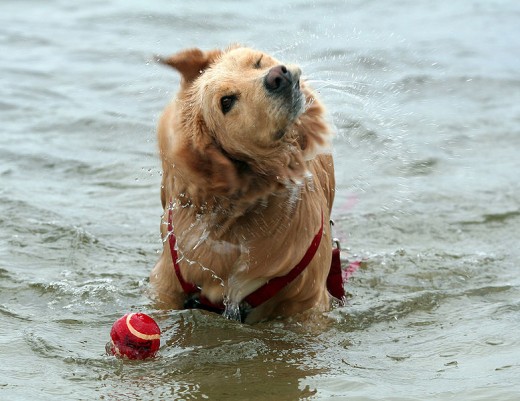 Golden Retriever Retrieving!