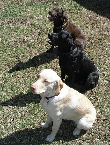 3 Varieties of Labs
