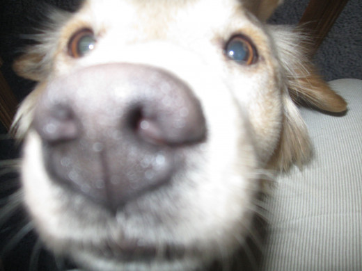 Is this what you mean by a 'close-up shot', Mom?
