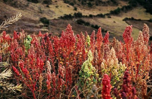 quinoa growing in Peru