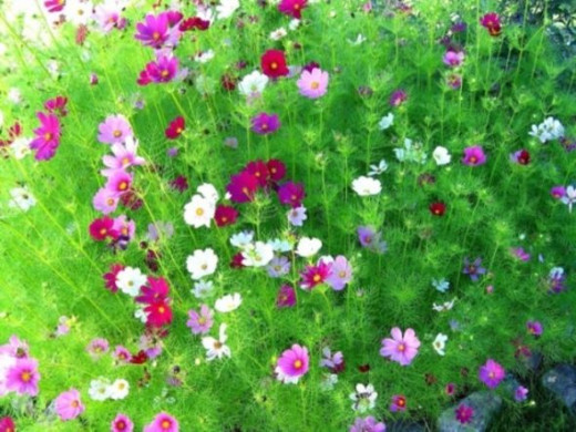 Cosmos Cosmos
