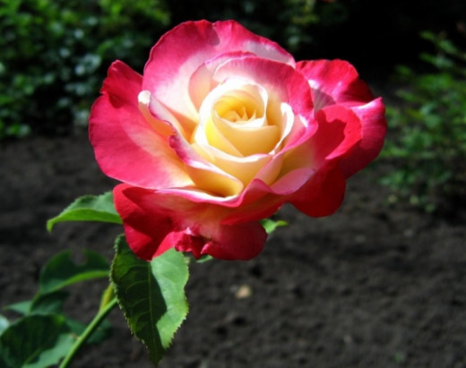 Double Delight Double Delight