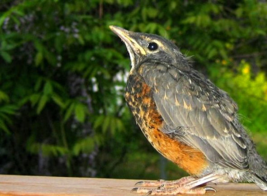 First Baby Robin