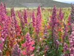 A field of quinoa in bloom.