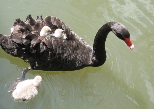 Black Swan and Cygnets