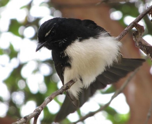 Willie wagtail adult