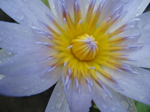 Another water lily