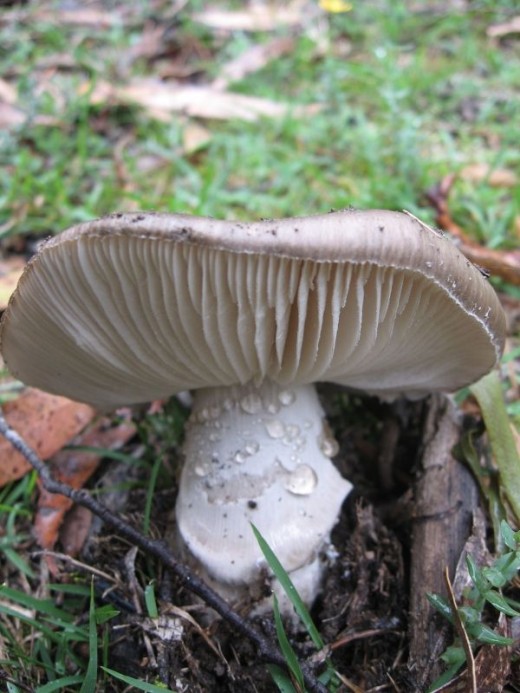 Beautiful fungus