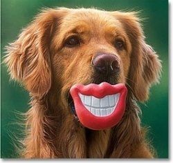dog with teeth