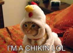 Chicken Cat!