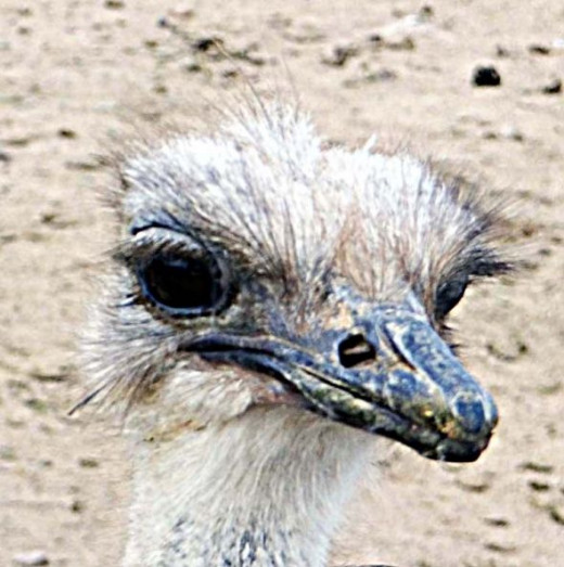 Arizona Ostrich