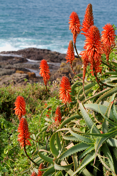 coastal flowers - aloe