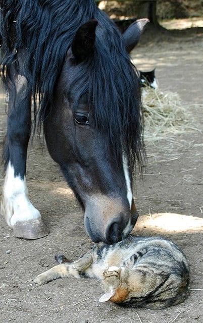 Horse and Cat