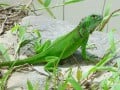Thinking about a Reptile Pet? Some Things to Consider!