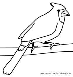 Cardinal Coloring Pages