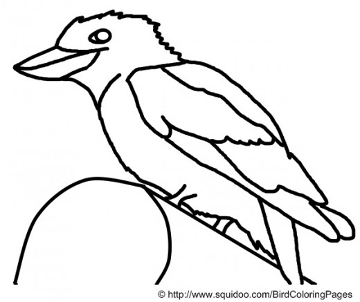 kookaburra coloring page