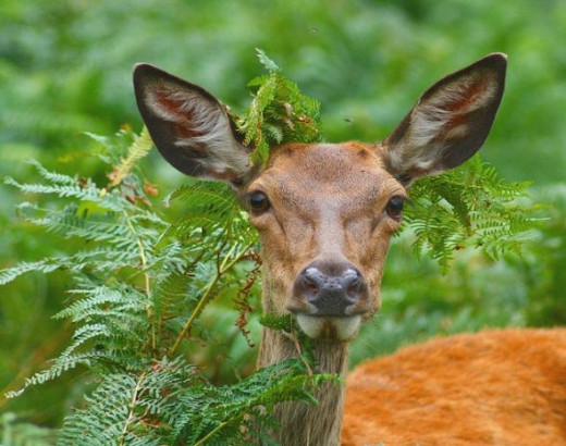 Camouflage Deer