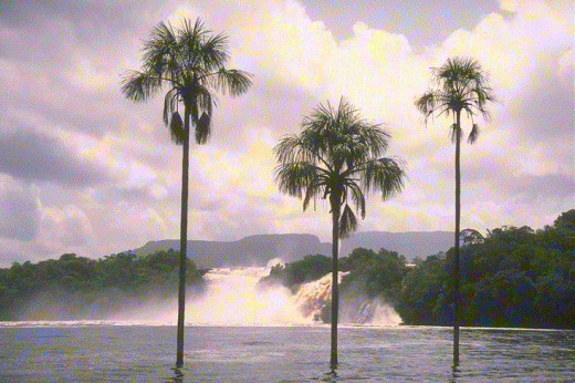 see the coconut trees