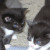 Kittens circling each other ready to attack. This is one of their favorite games Kittens circling each other ready to attack. This is one of their favorite games