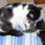 Star has duties with Qik's kittens now that hers are all gone. The one on the right is waiting for a toilet service. Star has duties with Qik's kittens now that hers are all gone. The one on the right is waiting for a toilet service.