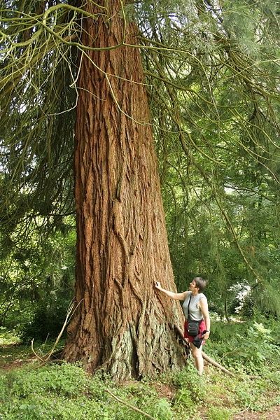 Belgian Sequoia