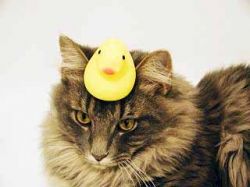 Duck on cat
